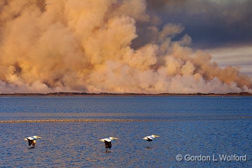 Pelicans In Flight_39778.jpg - American White Pelicans (Pelecanus erythrorhynchos) photographed along the Gulf coast from Goose Island State Park near Rockport, Texas, USA. 